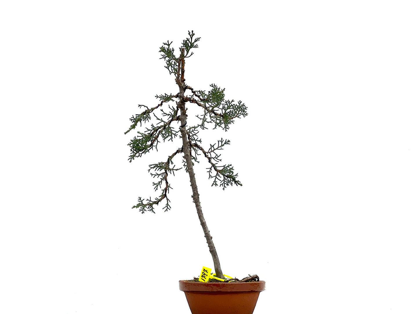 Cupressus Sempervivens 1797