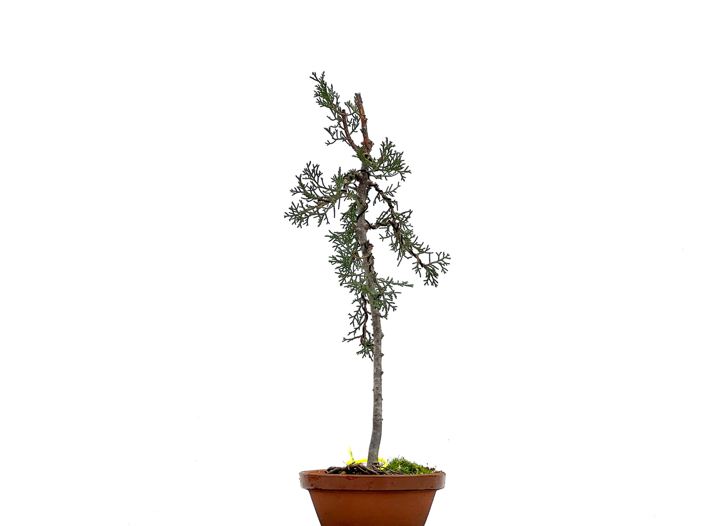 Cupressus Sempervivens 1797