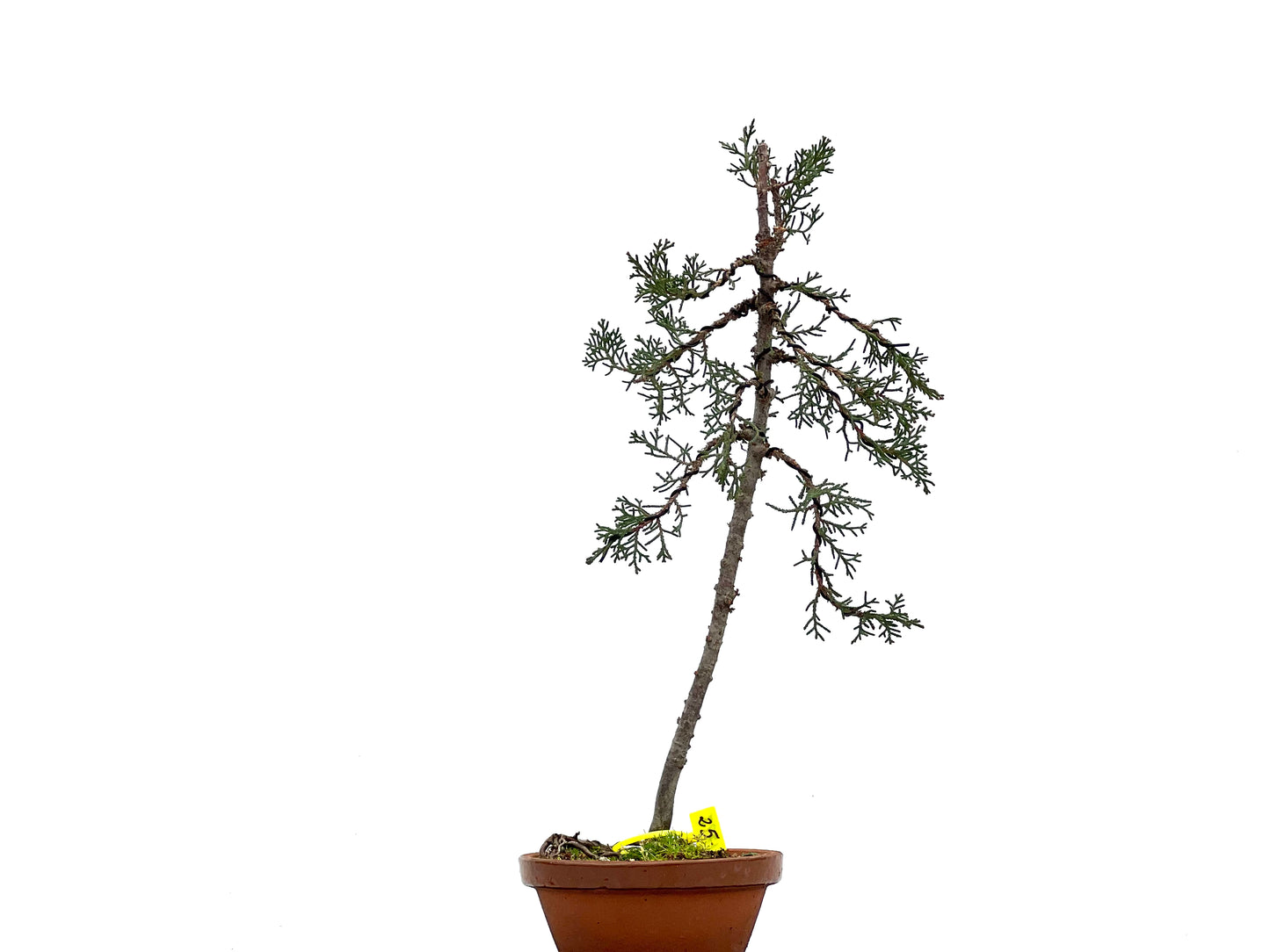 Cupressus Sempervivens 1797
