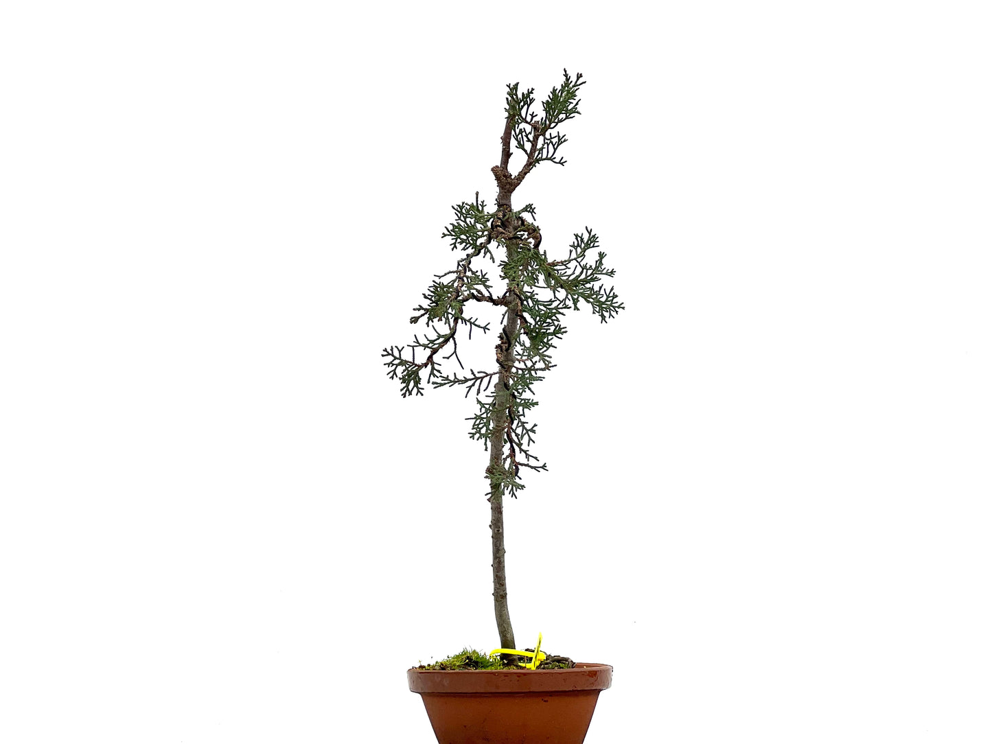 Cupressus Sempervivens 1797
