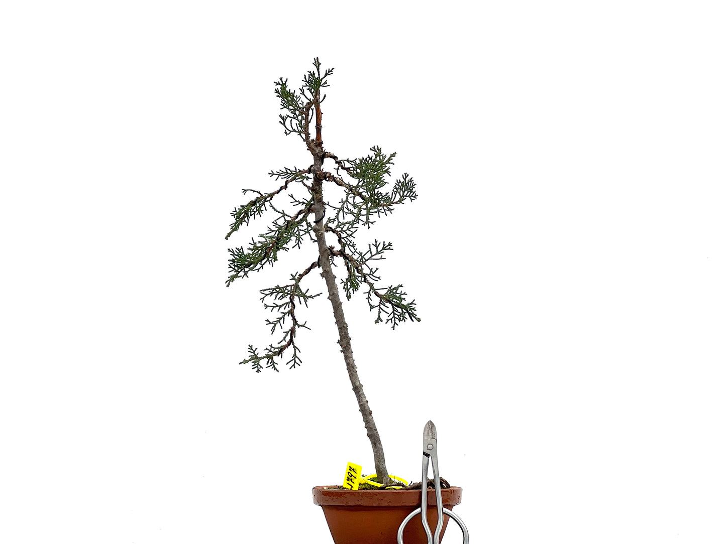 Cupressus Sempervivens 1797