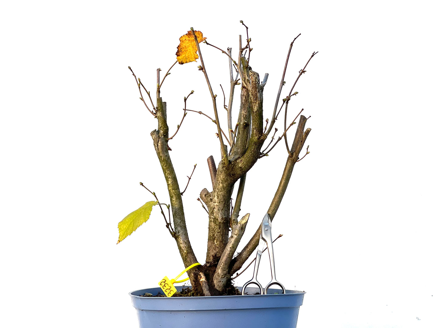 Corylus 3232
