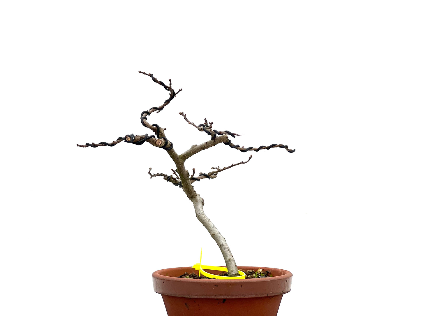 Ulmus Parvifolia 1799
