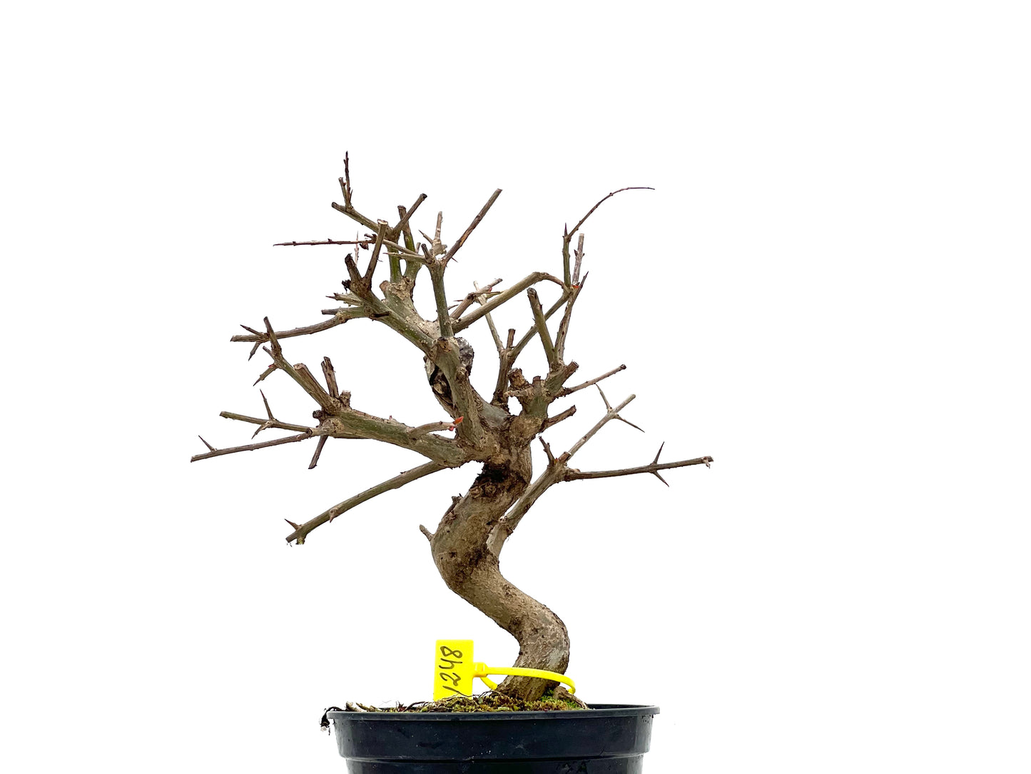 Púnica Granatum Nejikan 1248