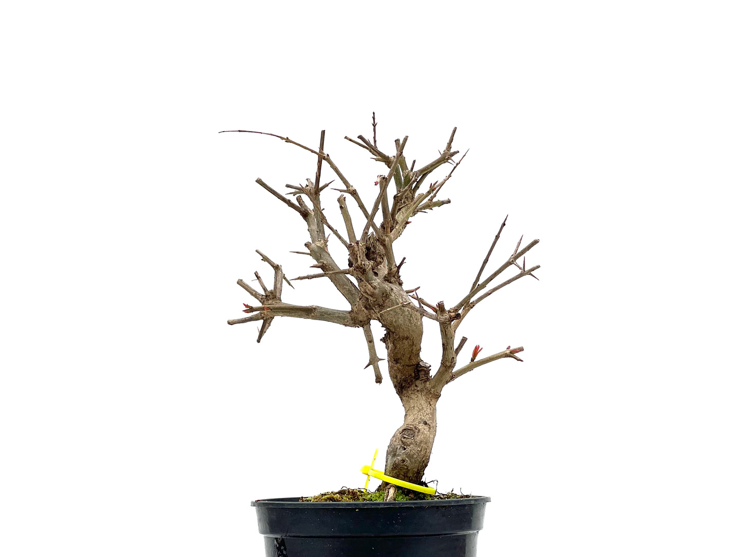 Púnica Granatum Nejikan 1248