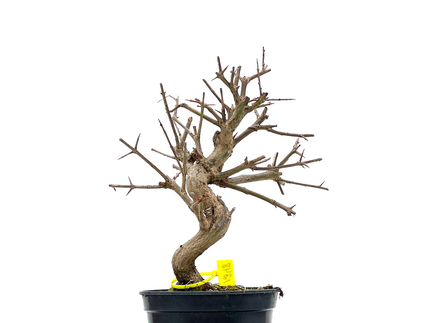 Púnica Granatum Nejikan 1248