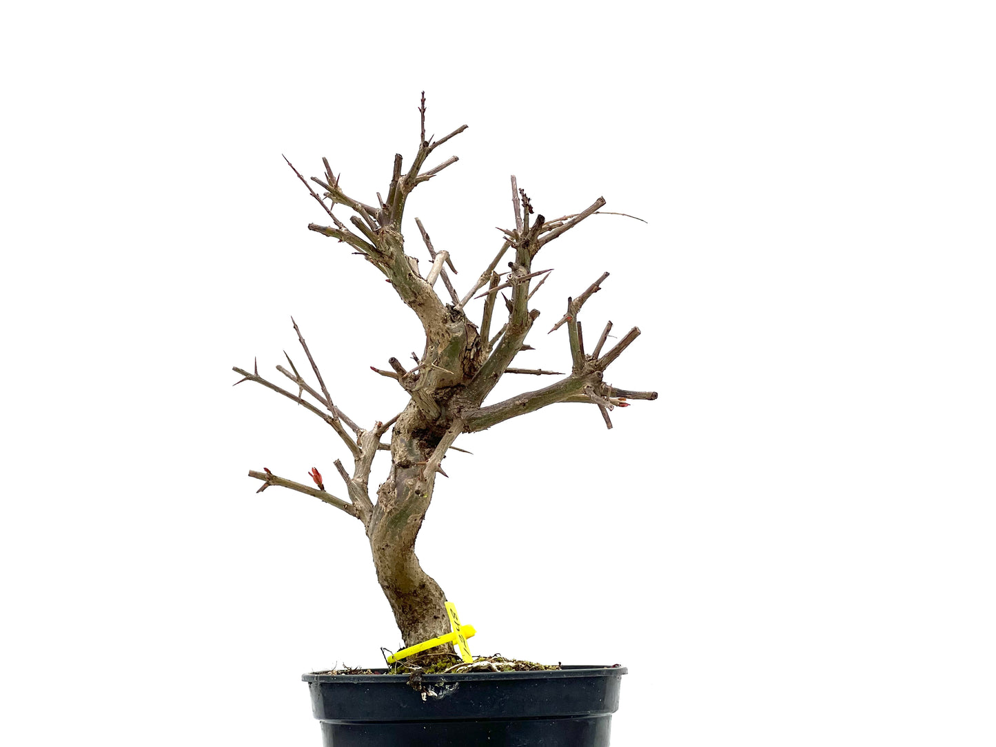 Púnica Granatum Nejikan 1248