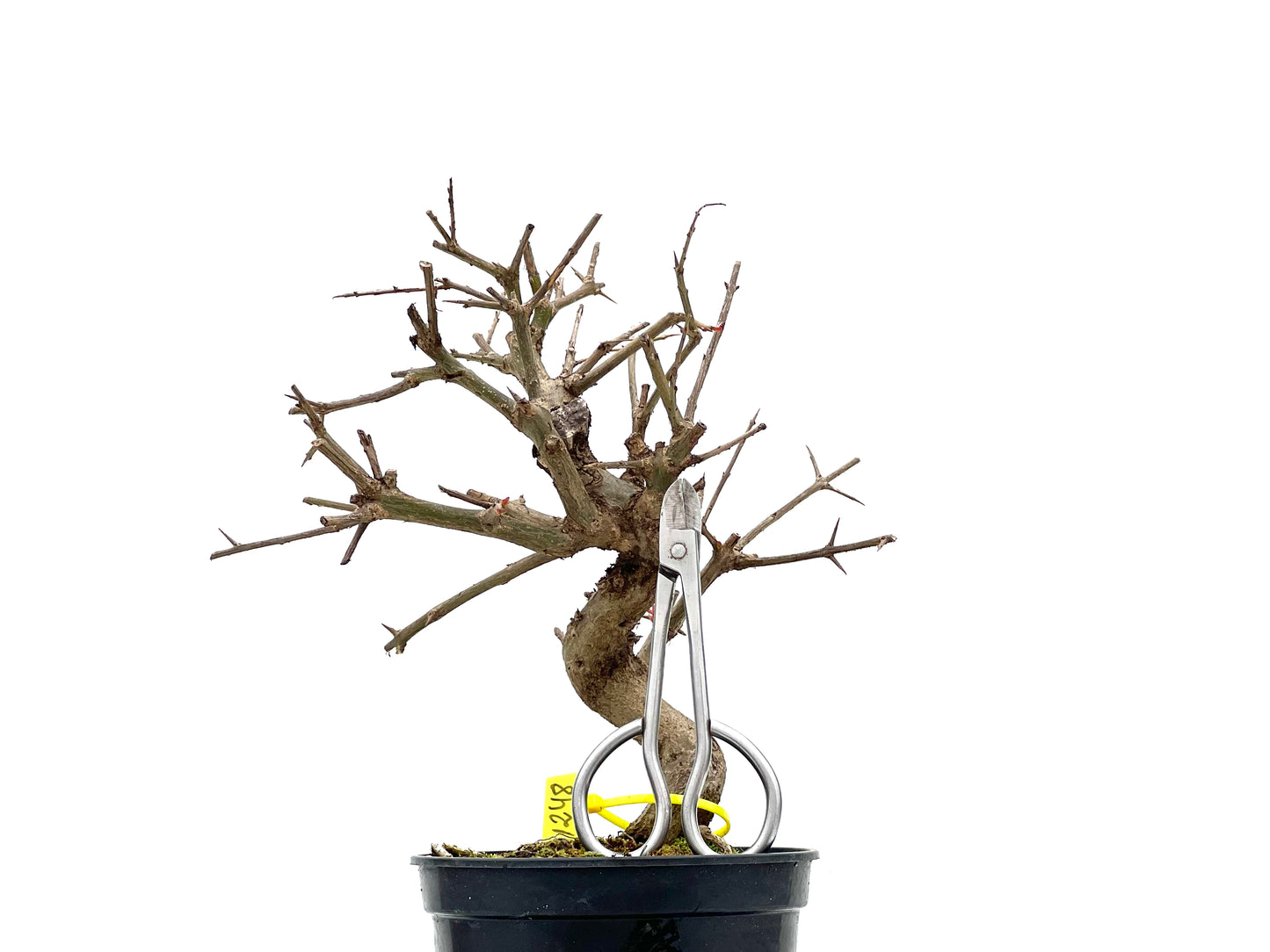 Púnica Granatum Nejikan 1248