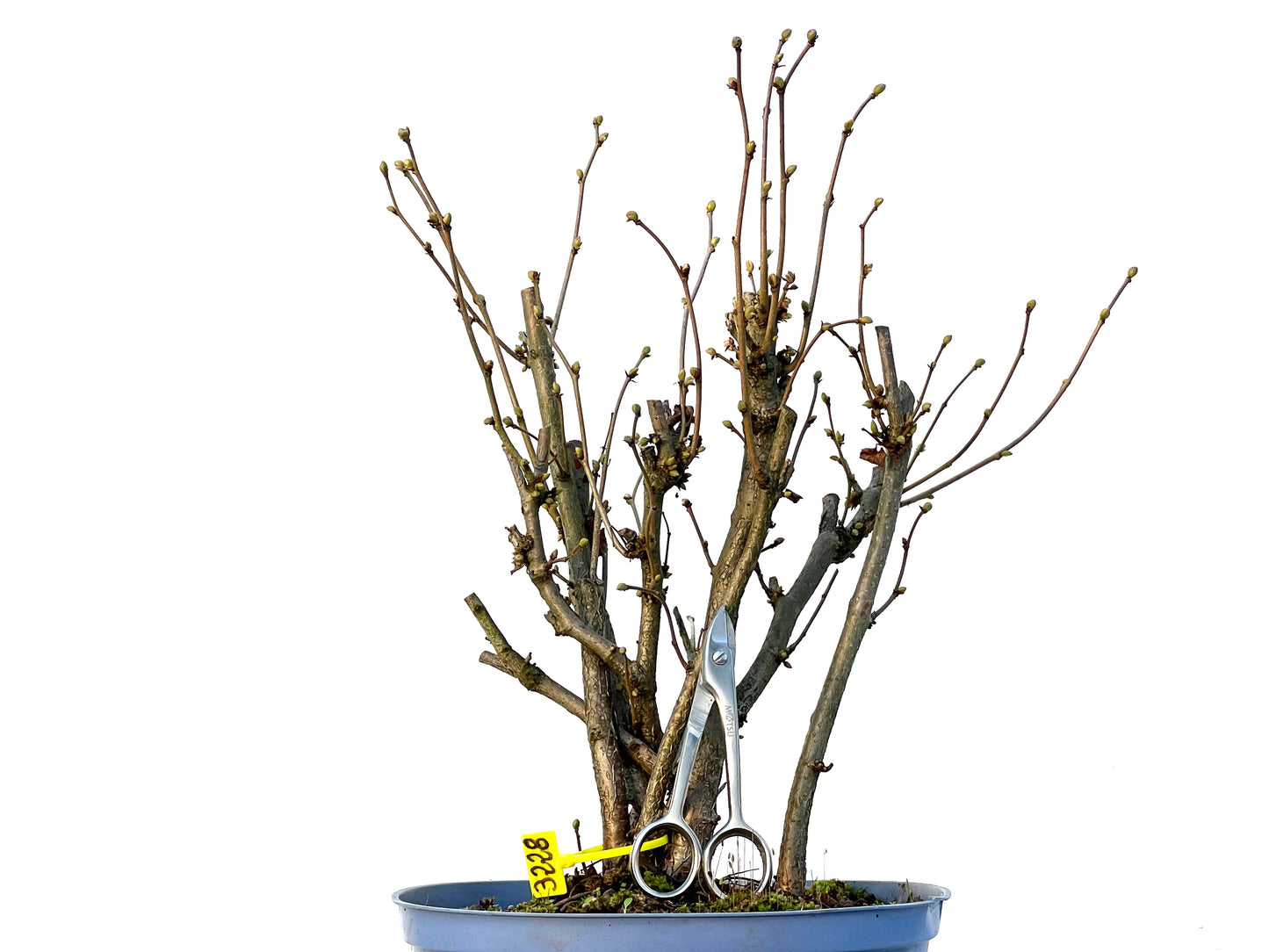 Corylus 3228
