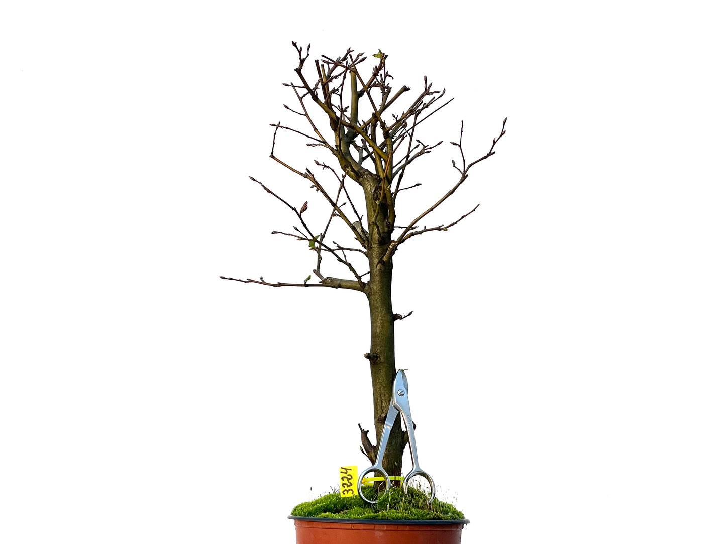 Carpinus Betulus 3224