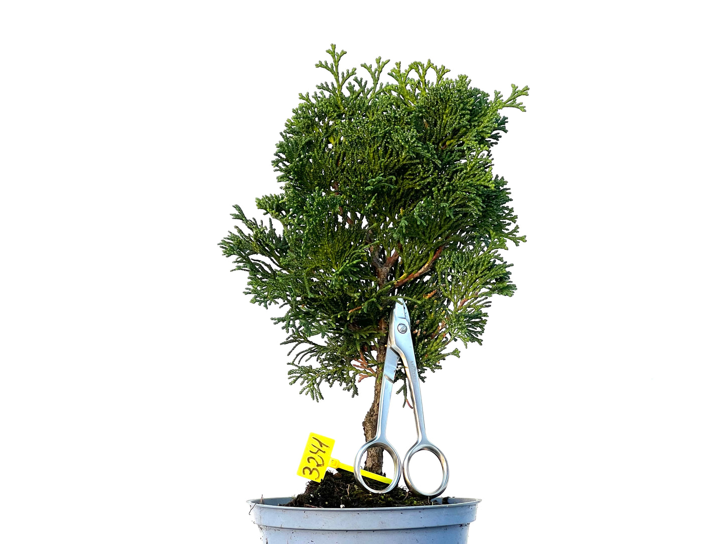 Chamaecyparis Obtusa Nana 3241