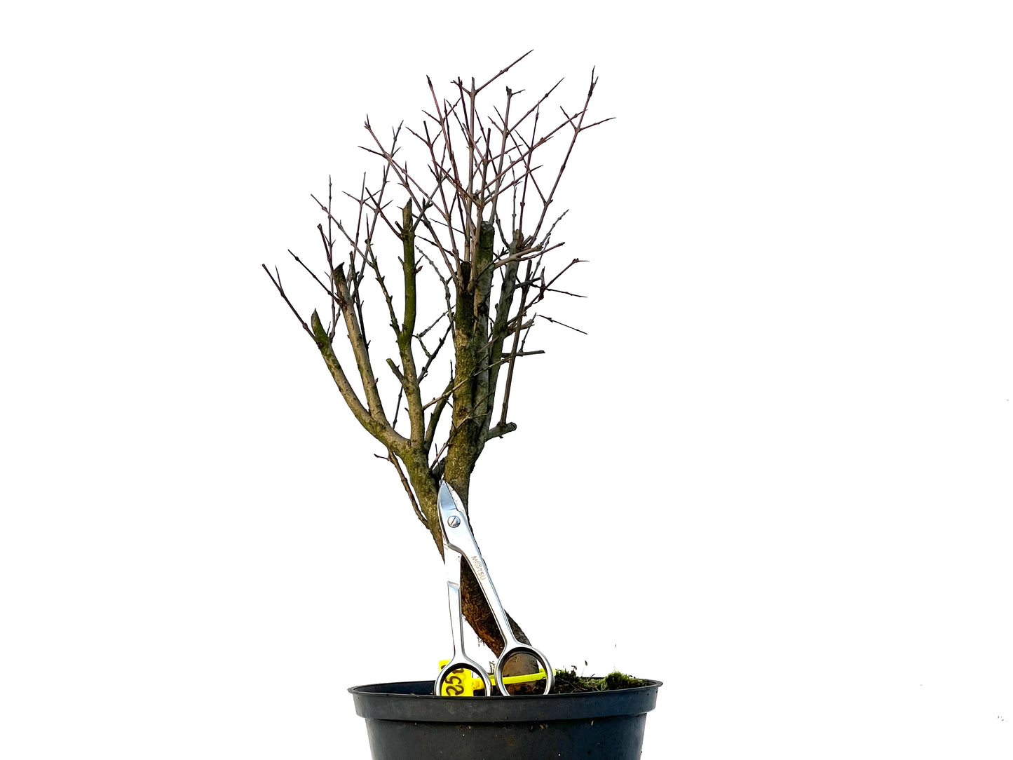 Punica Granatum Nana 3252