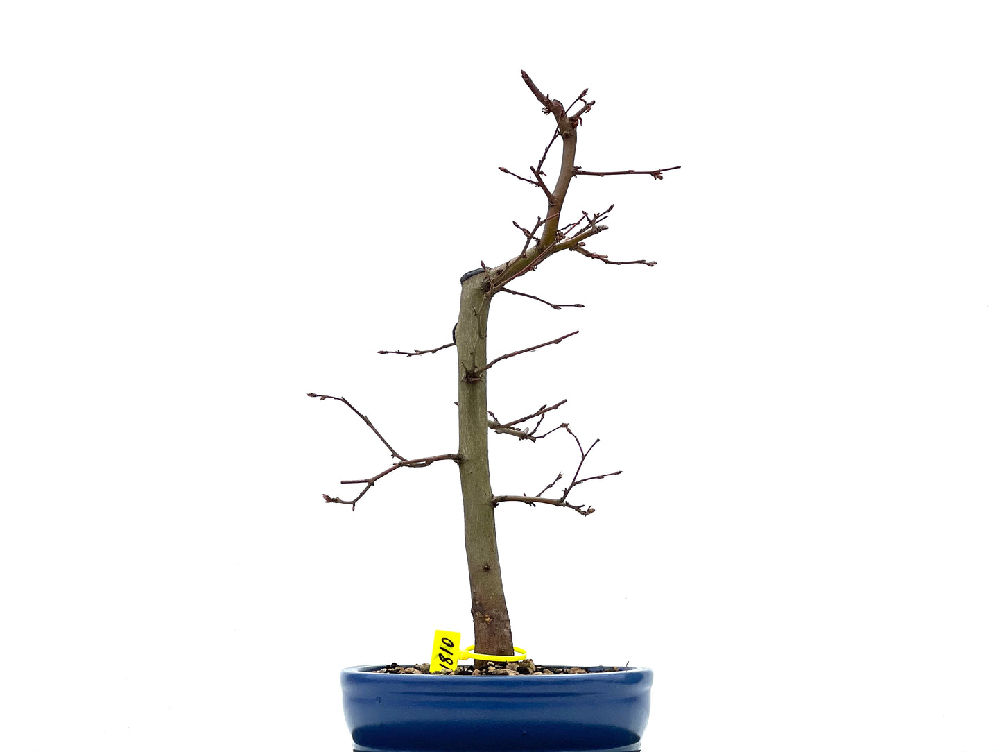 Carpinus Betulus 1810