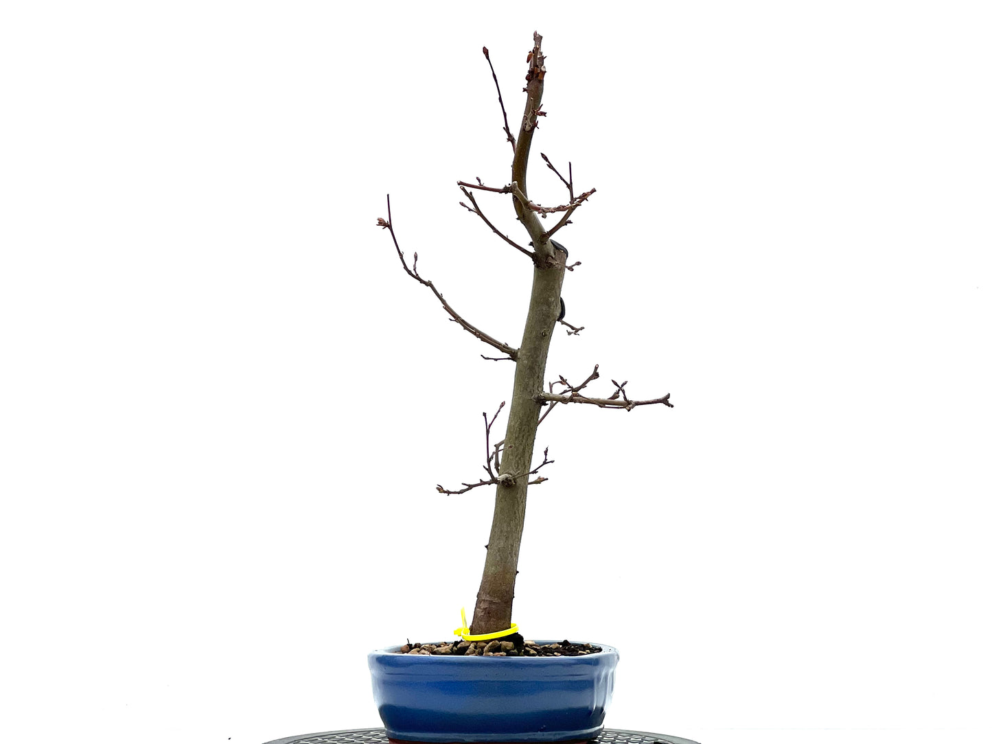 Carpinus Betulus 1810