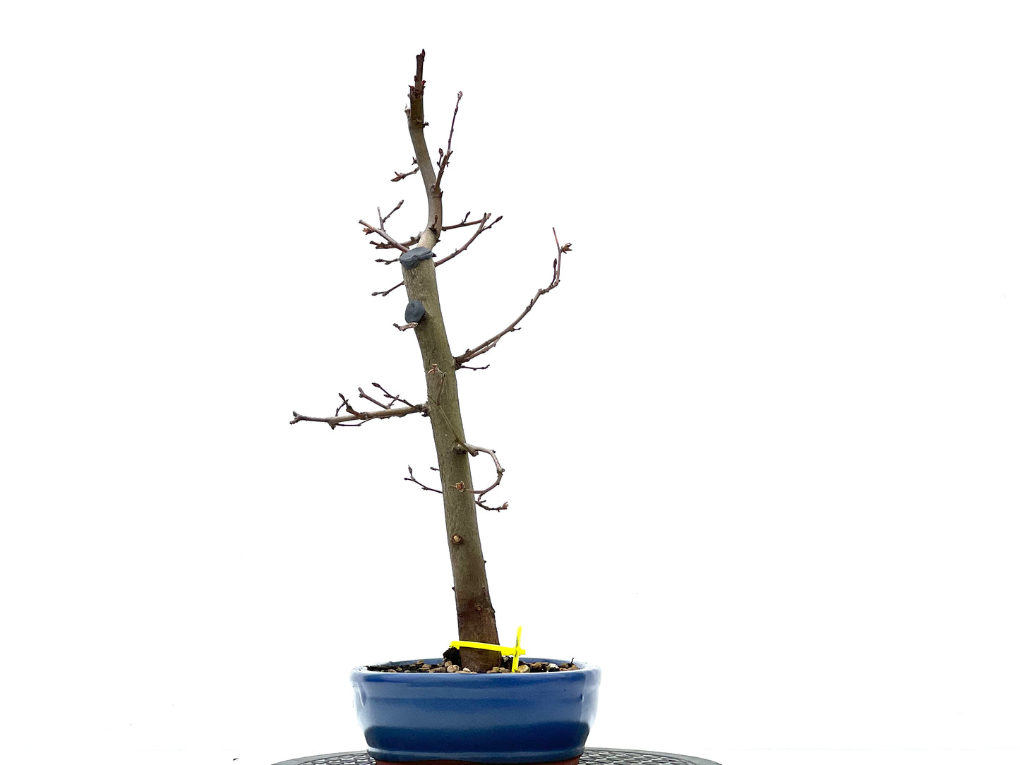 Carpinus Betulus 1810