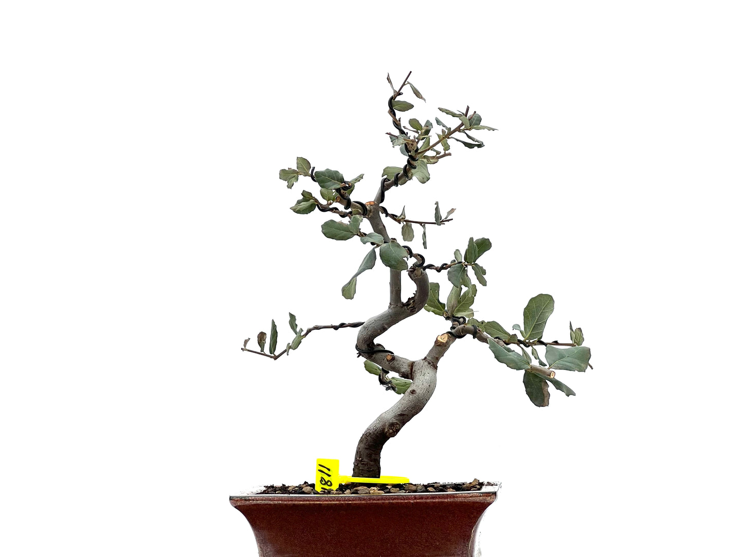 Quercus Suber 1811