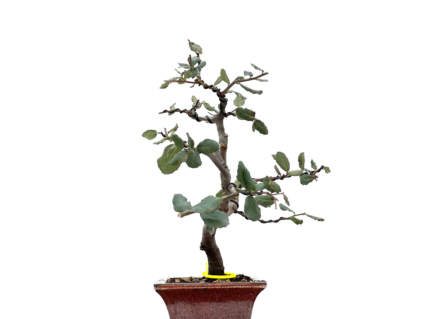 Quercus Suber 1811