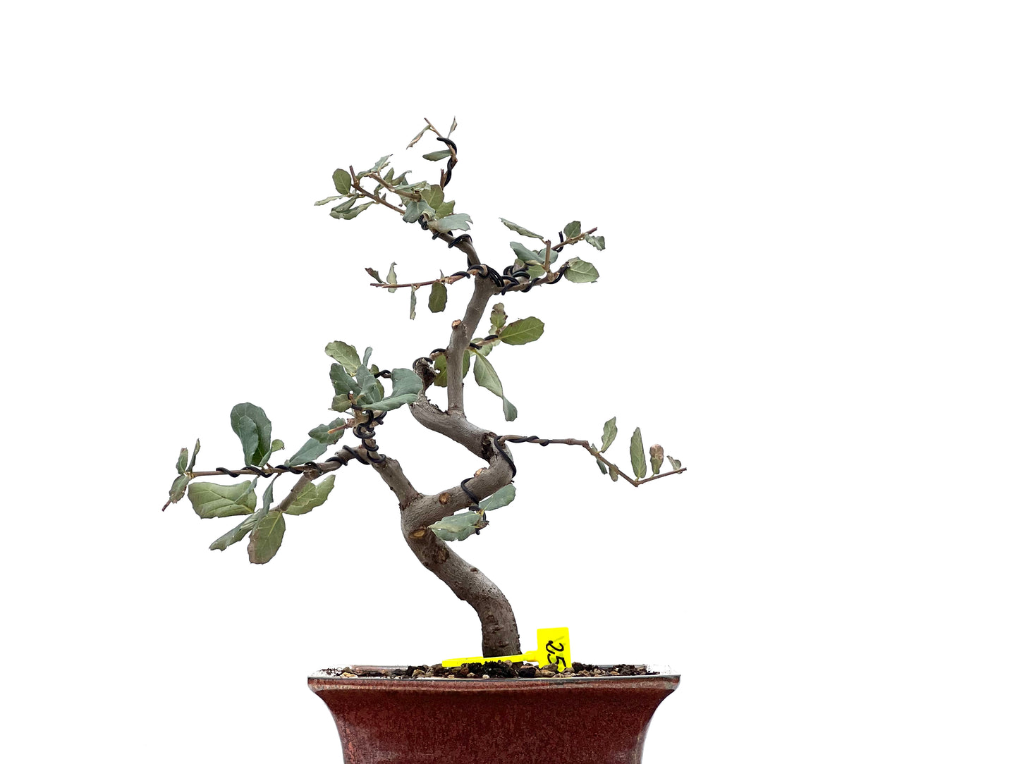 Quercus Suber 1811