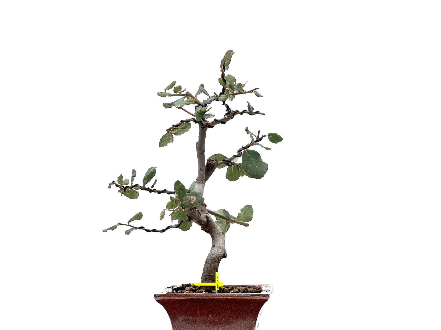 Quercus Suber 1811