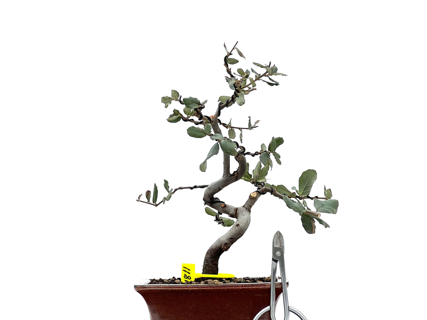 Quercus Suber 1811