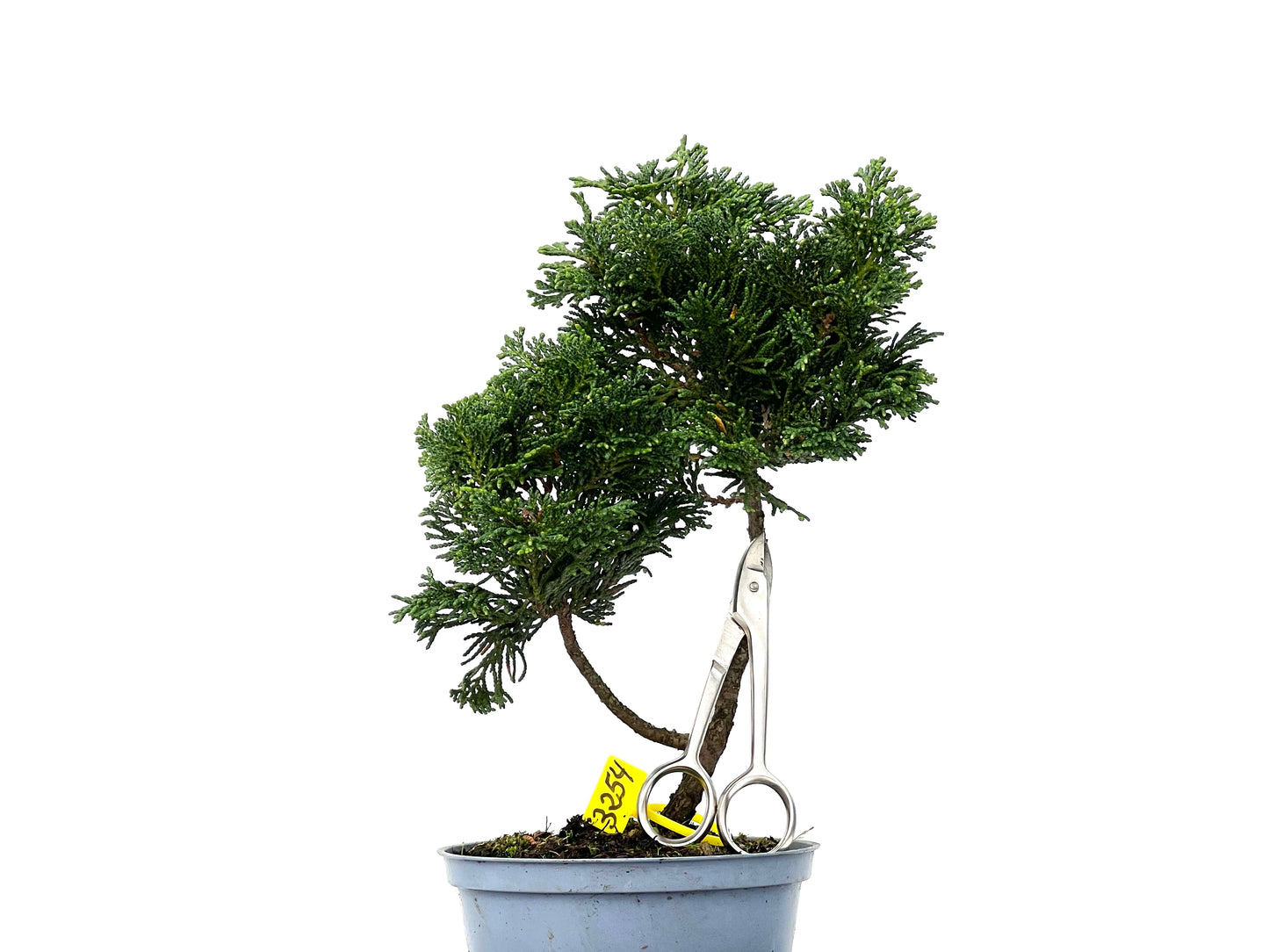 Chamaecyparis Obtusa Nana 3254