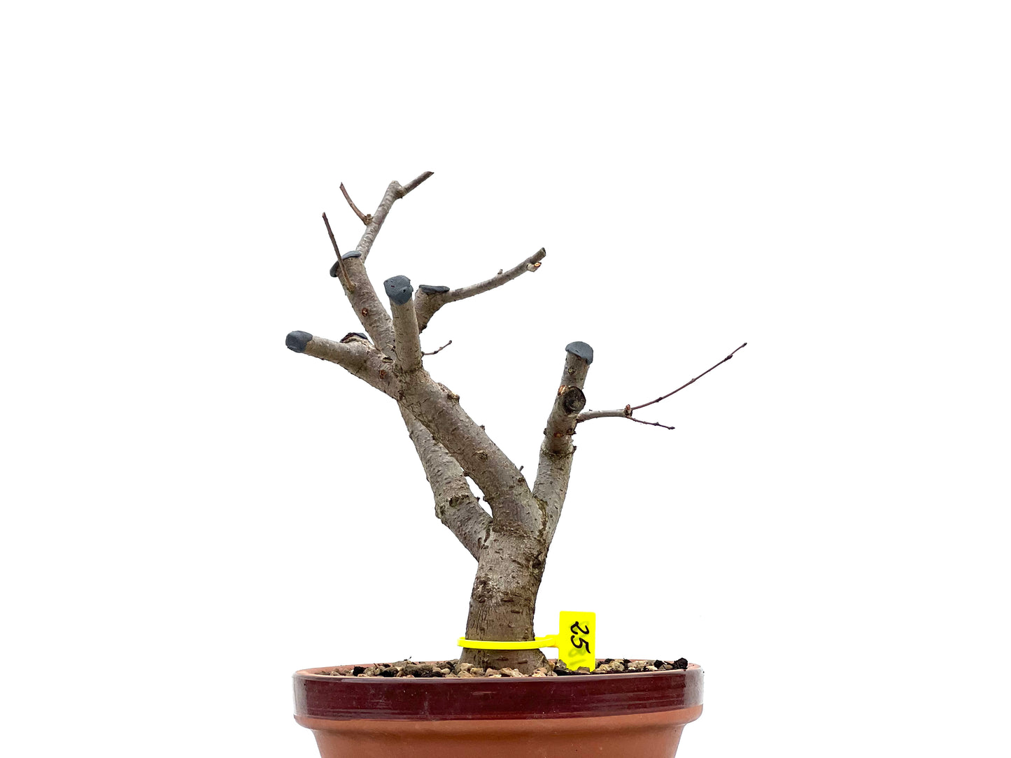 Zelkova Serrata 1812