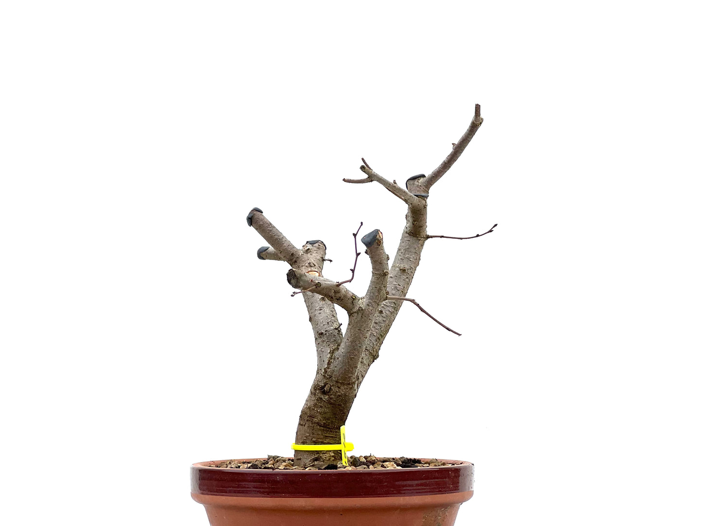 Zelkova Serrata 1812