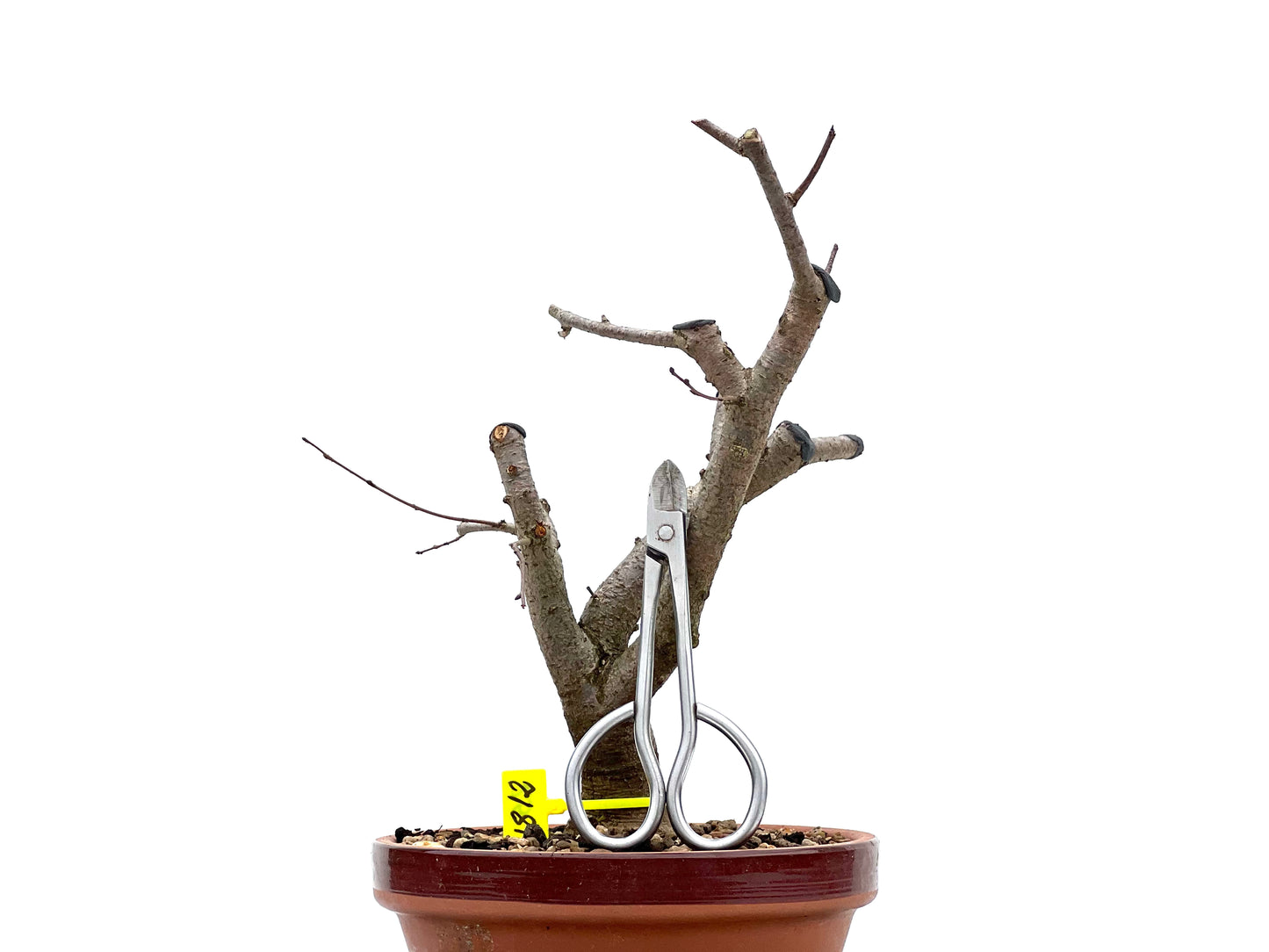 Zelkova Serrata 1812