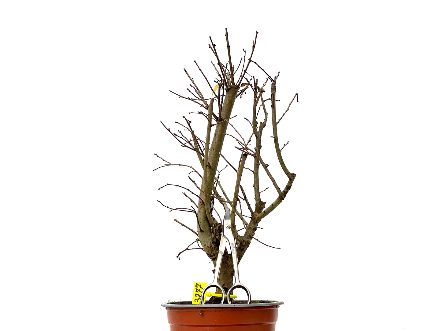 Ulmus Minor 3277