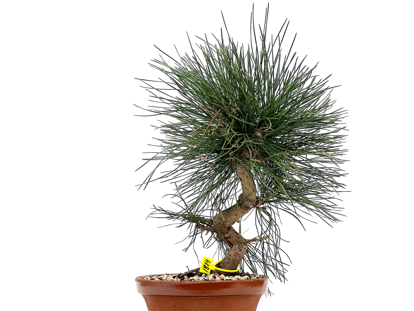 Pinus Thunbergii 1814
