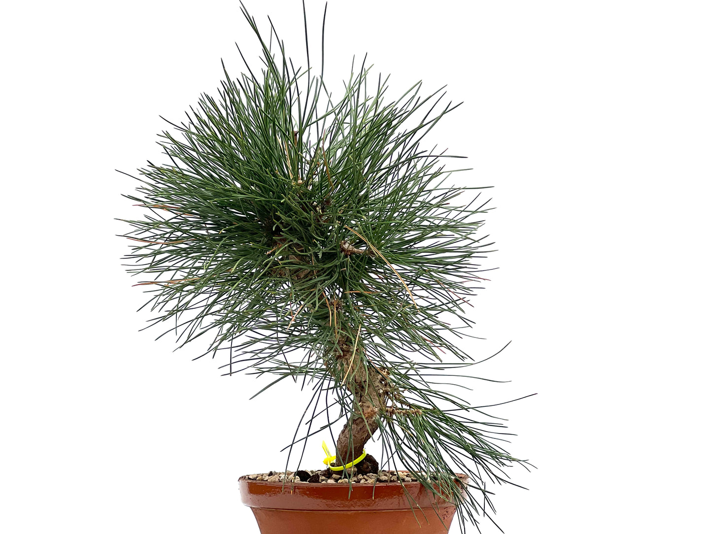 Pinus Thunbergii 1814