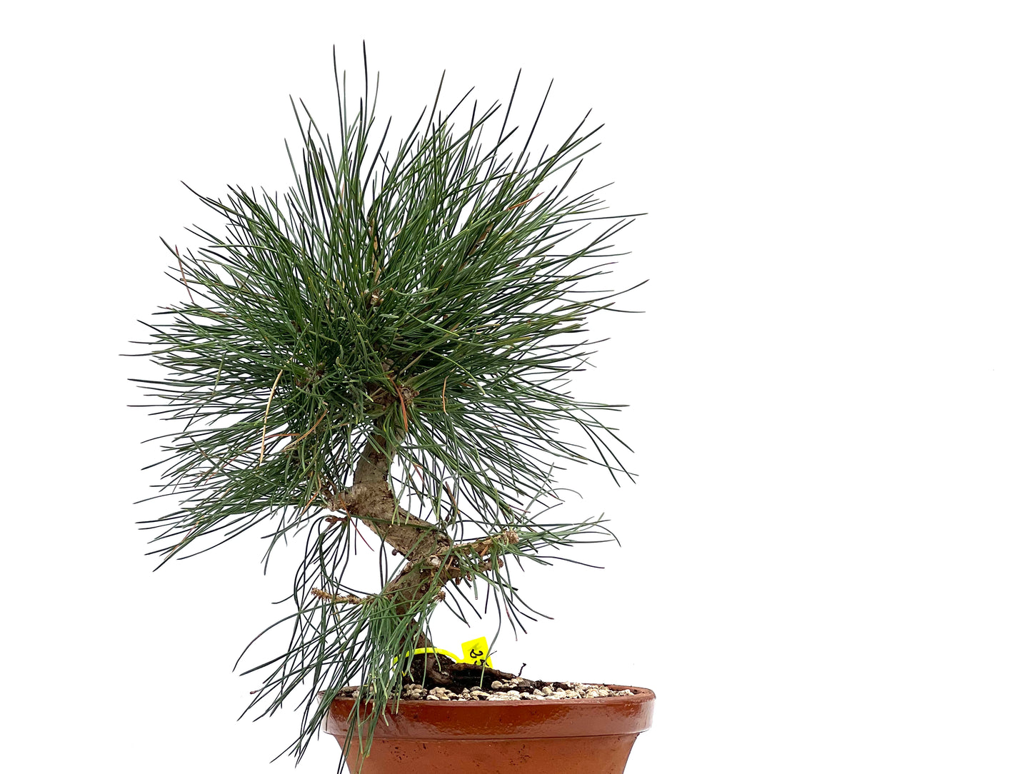 Pinus Thunbergii 1814