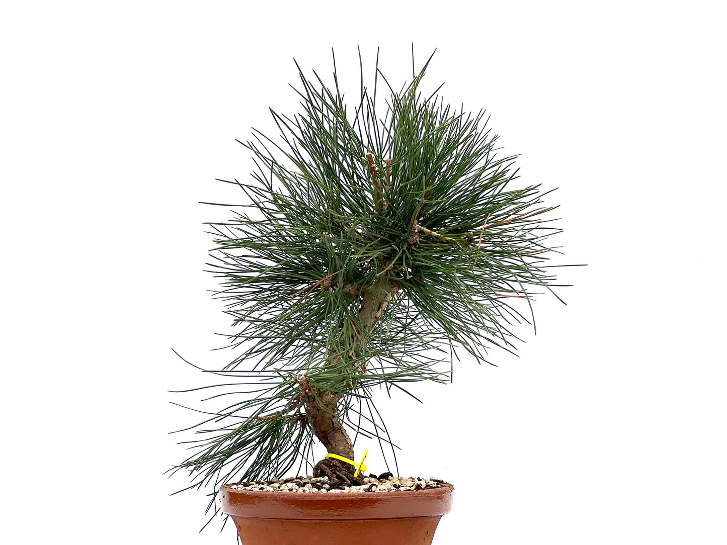 Pinus Thunbergii 1814