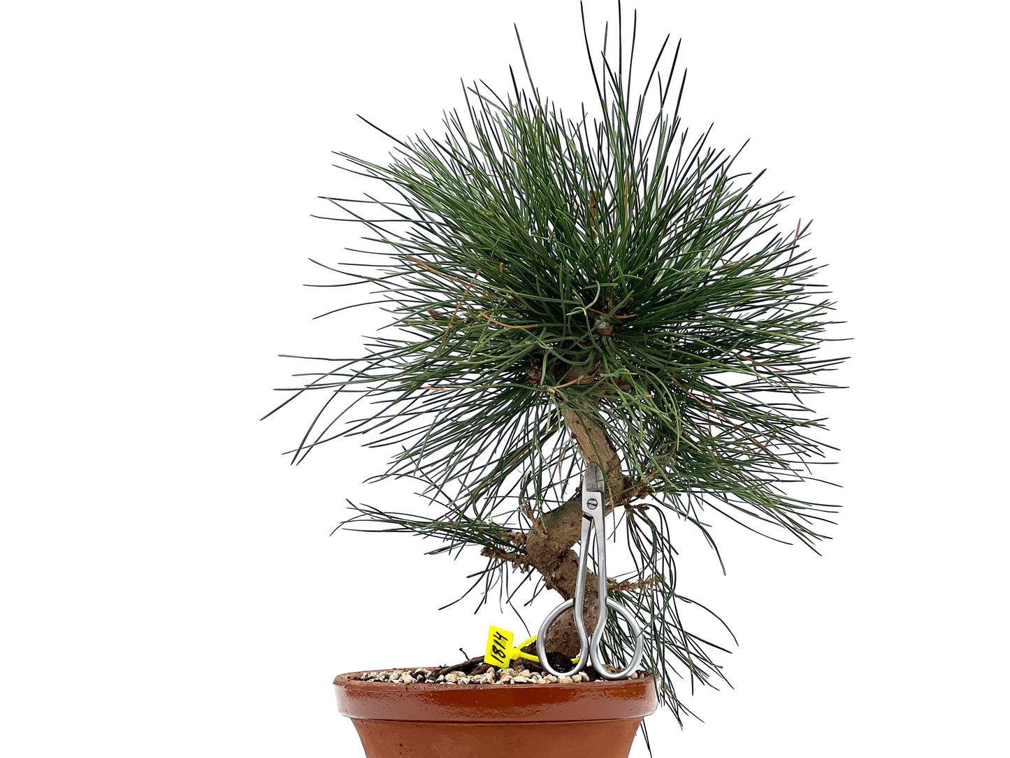 Pinus Thunbergii 1814