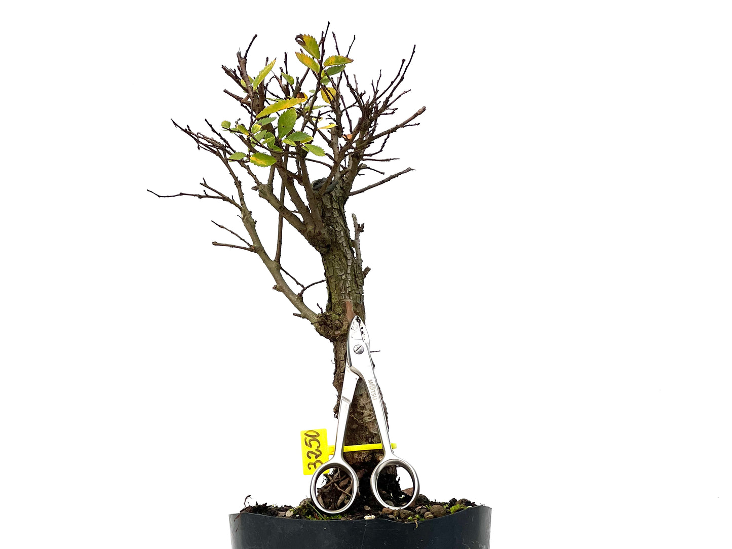 Olmo Nire Keyaki 3250