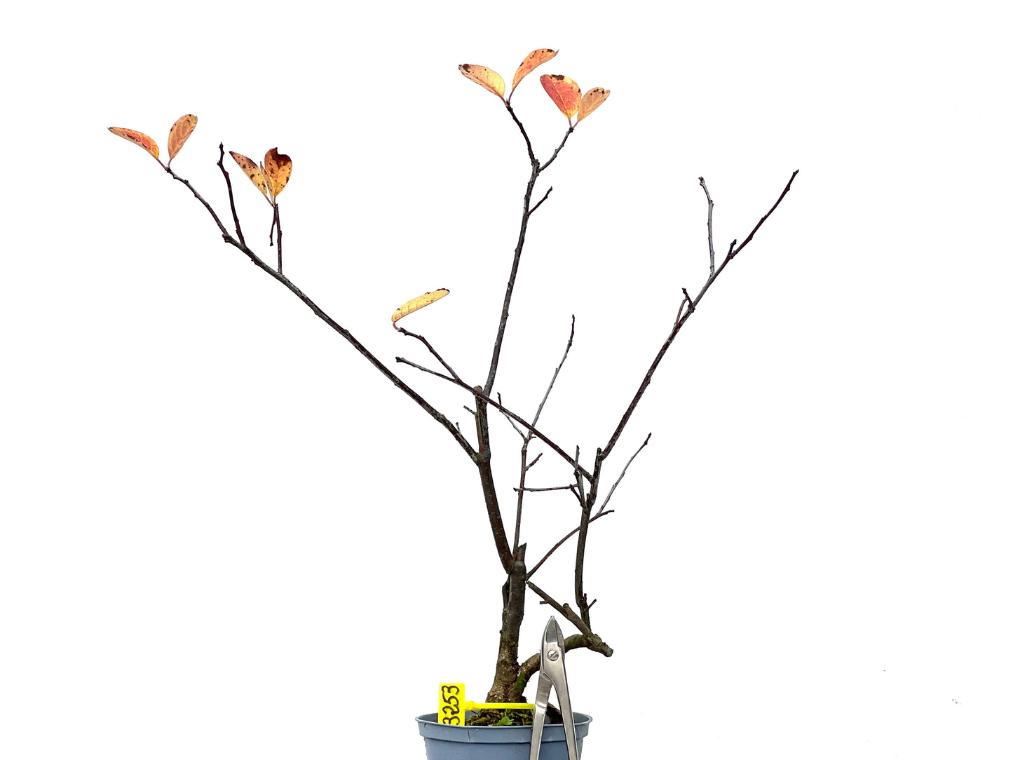 Ilex Verticilata 3253