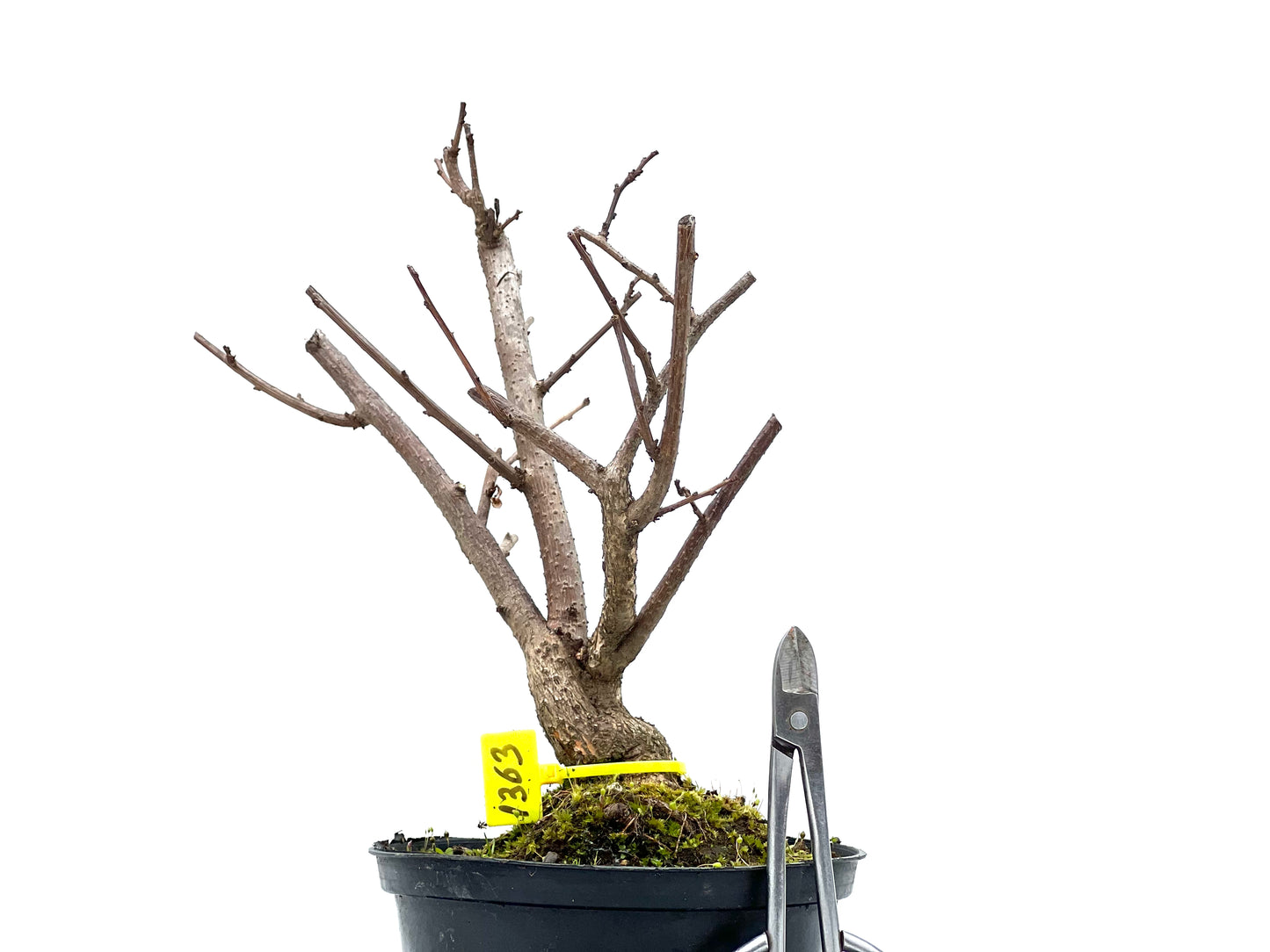 Celastrum Orbiculatus 1363