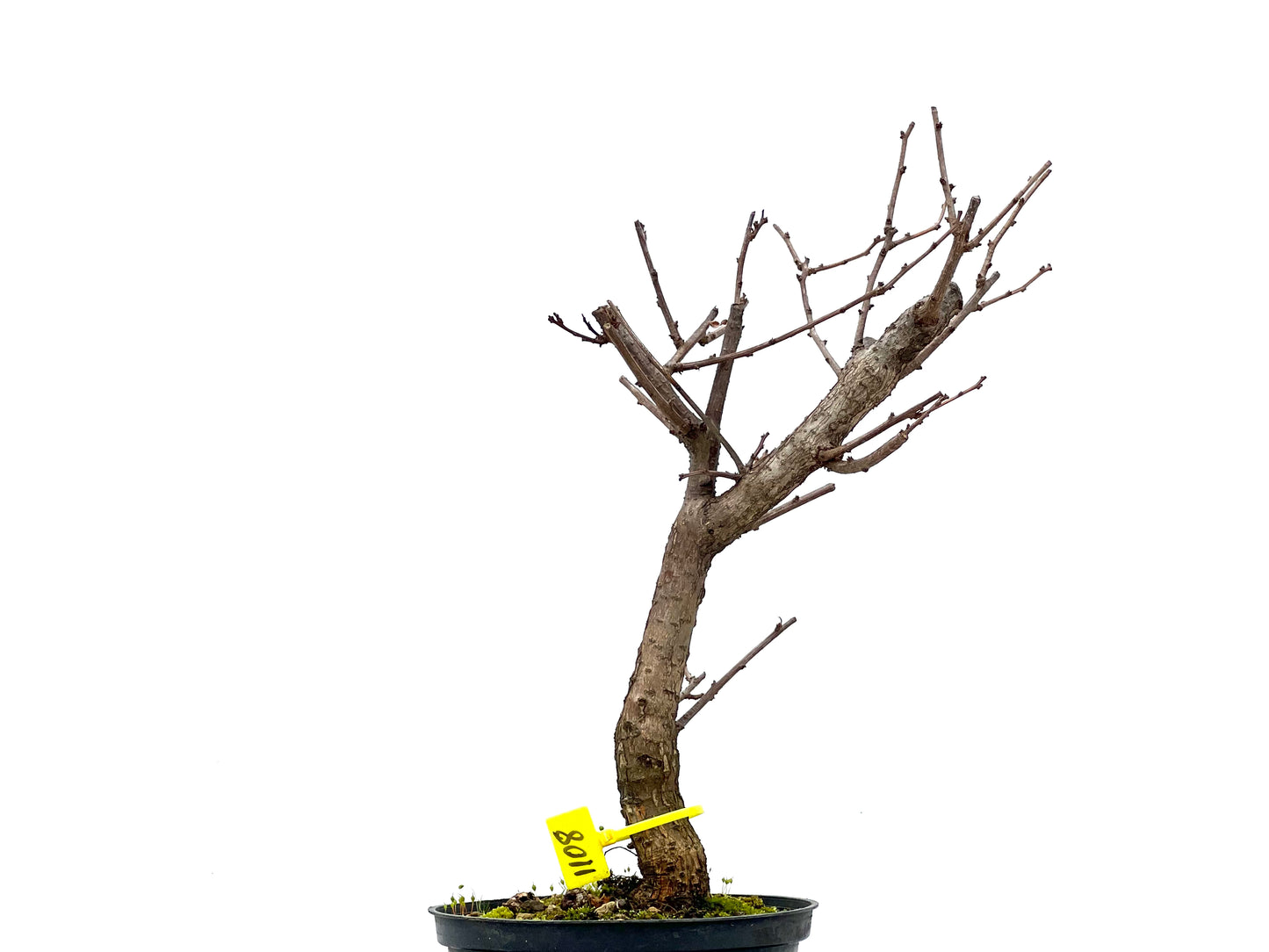 Celastrum Orbiculatus 1108