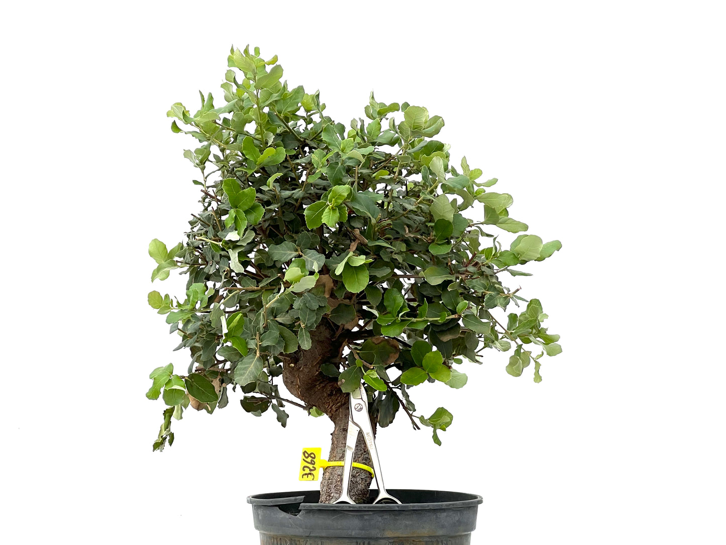 Quercus Suber 3268