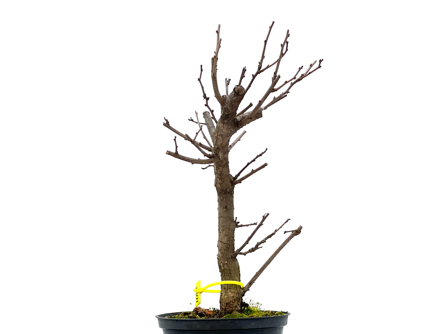 Celastrum Orbiculatus 1108