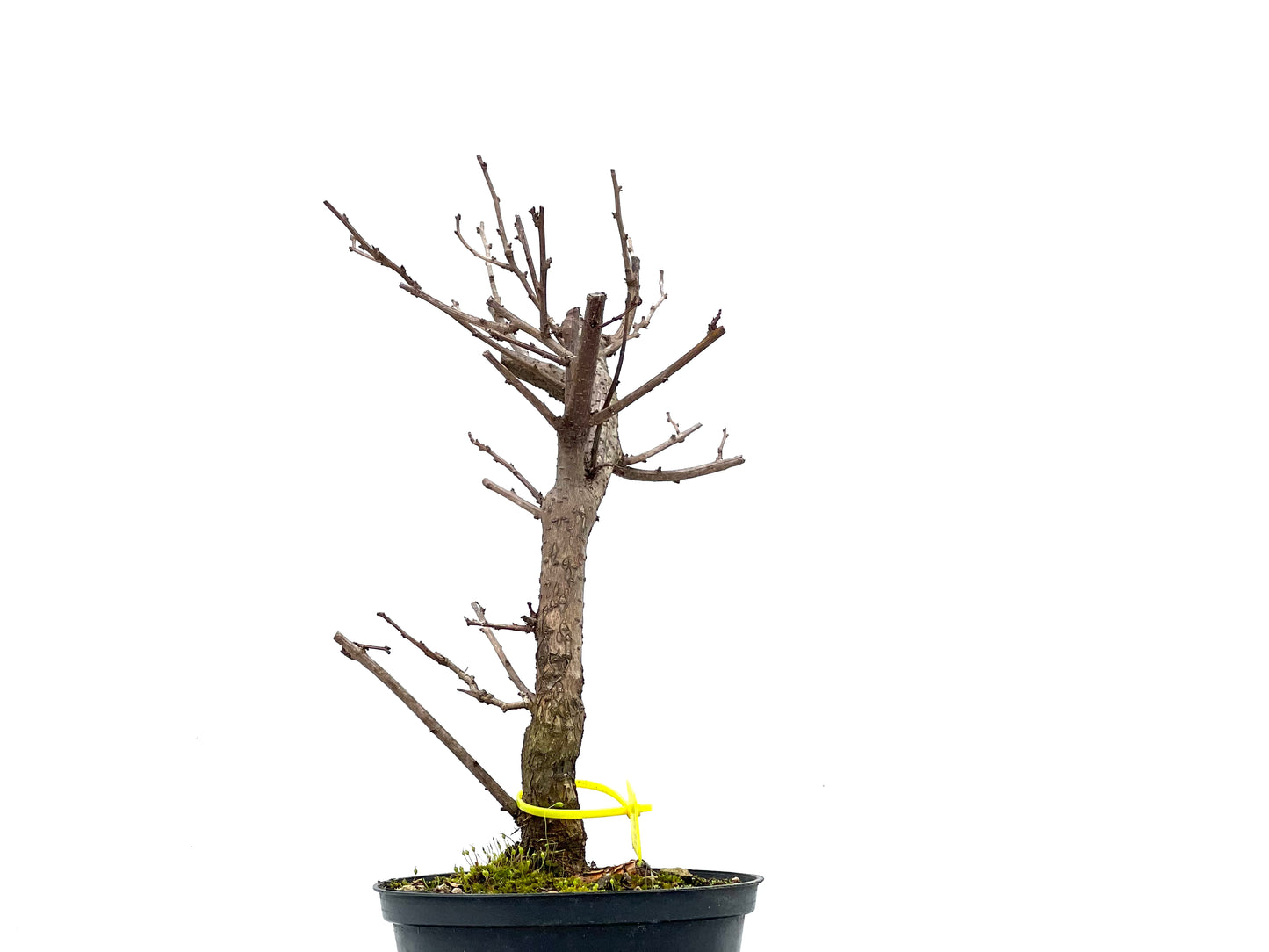 Celastrum Orbiculatus 1108