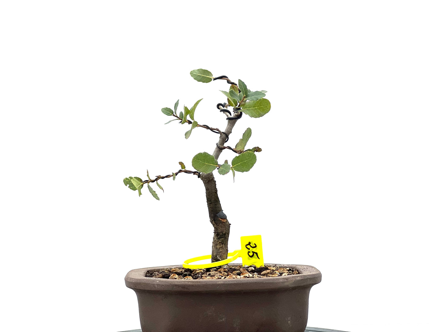 Quercus Suber 1824