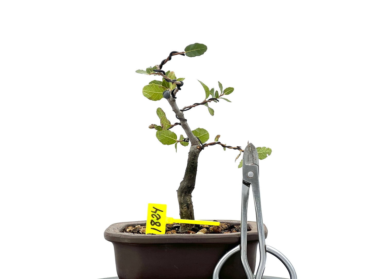 Quercus Suber 1824