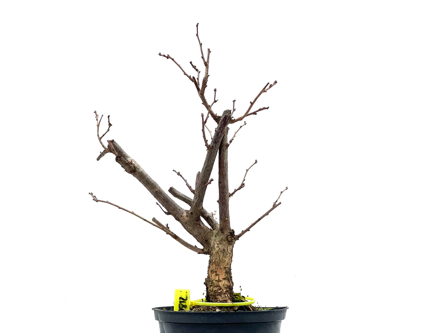 Celastrum Orbiculatus 0812
