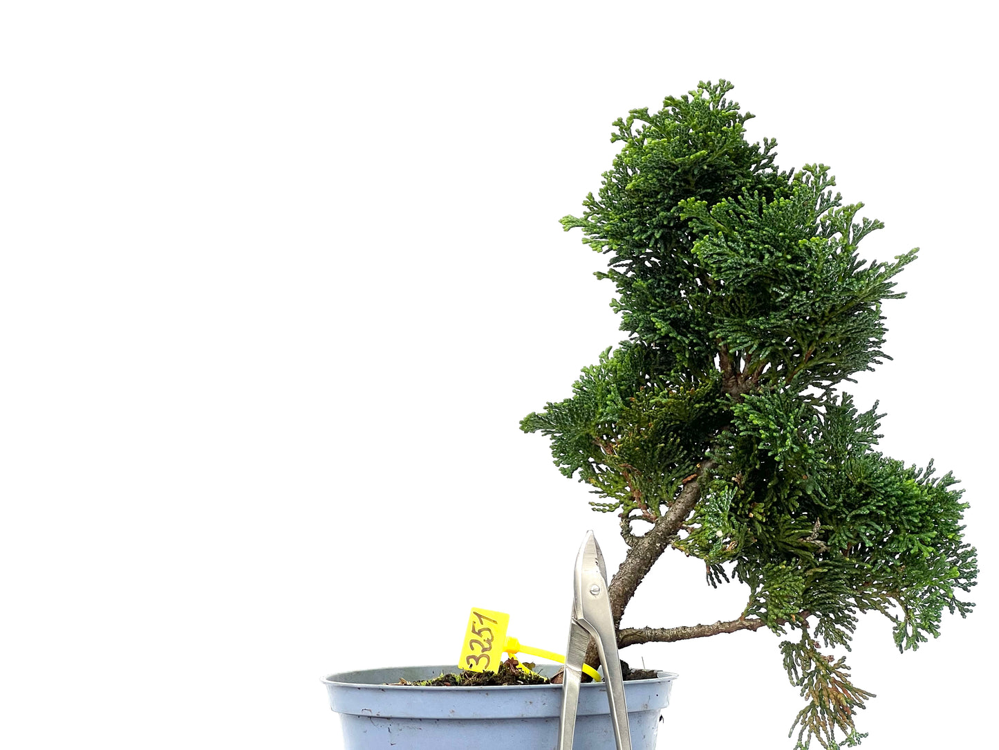 Chamaecyparis Obtusa Nana 3251