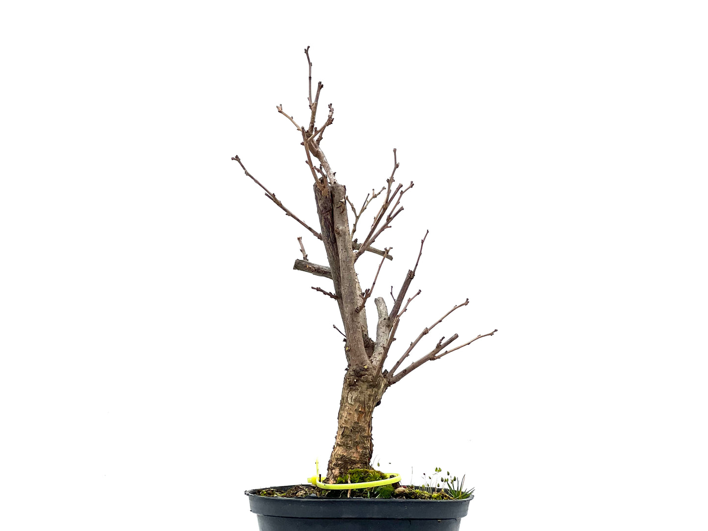 Celastrum Orbiculatus 0812