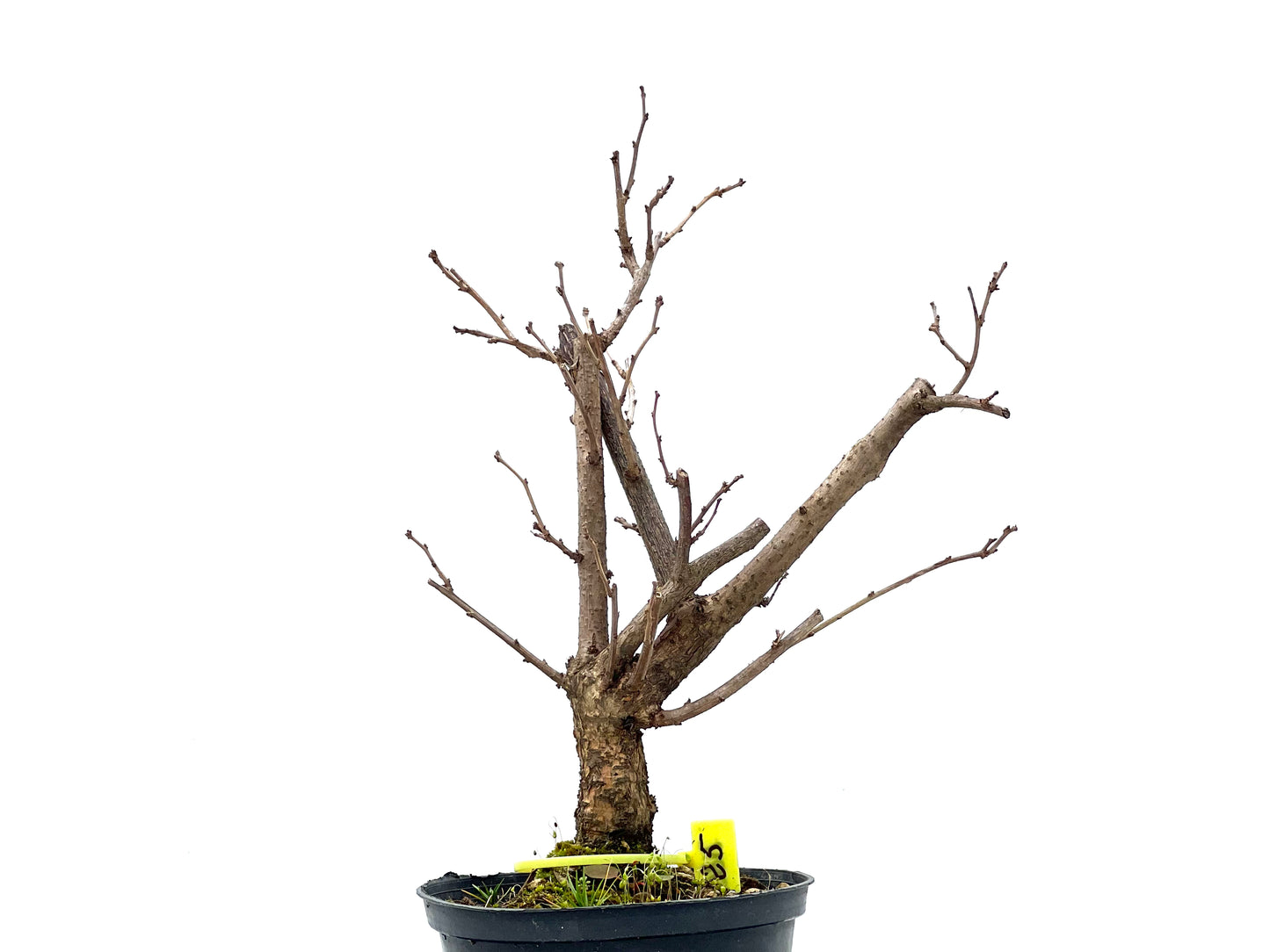 Celastrum Orbiculatus 0812
