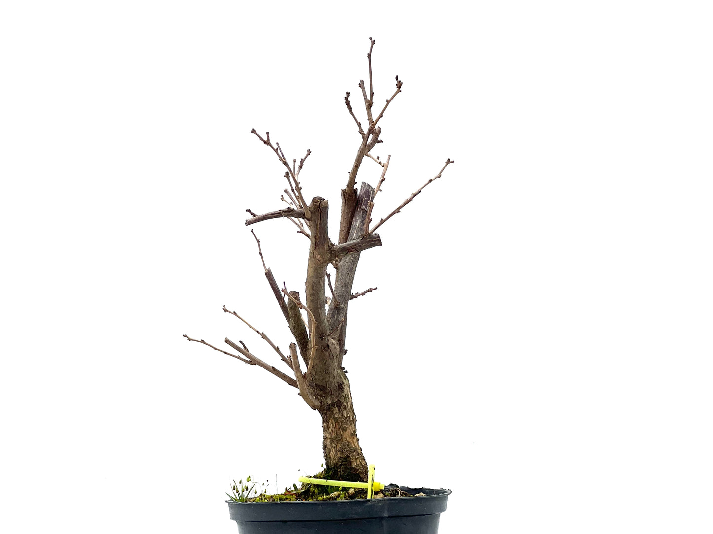 Celastrum Orbiculatus 0812