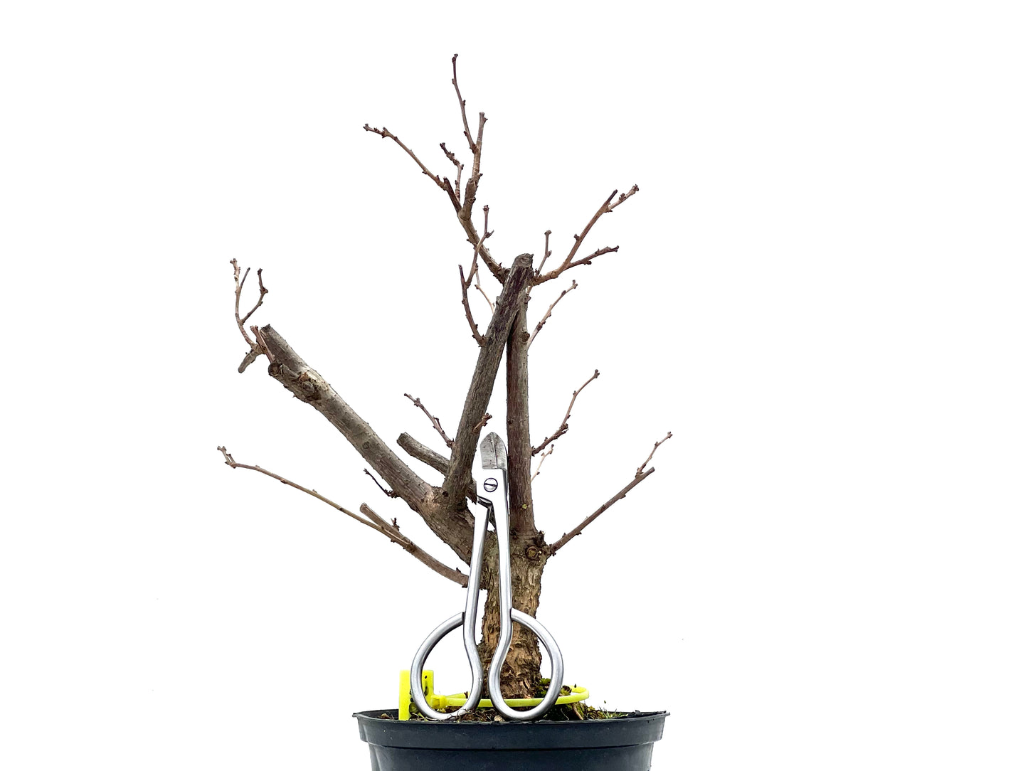 Celastrum Orbiculatus 0812