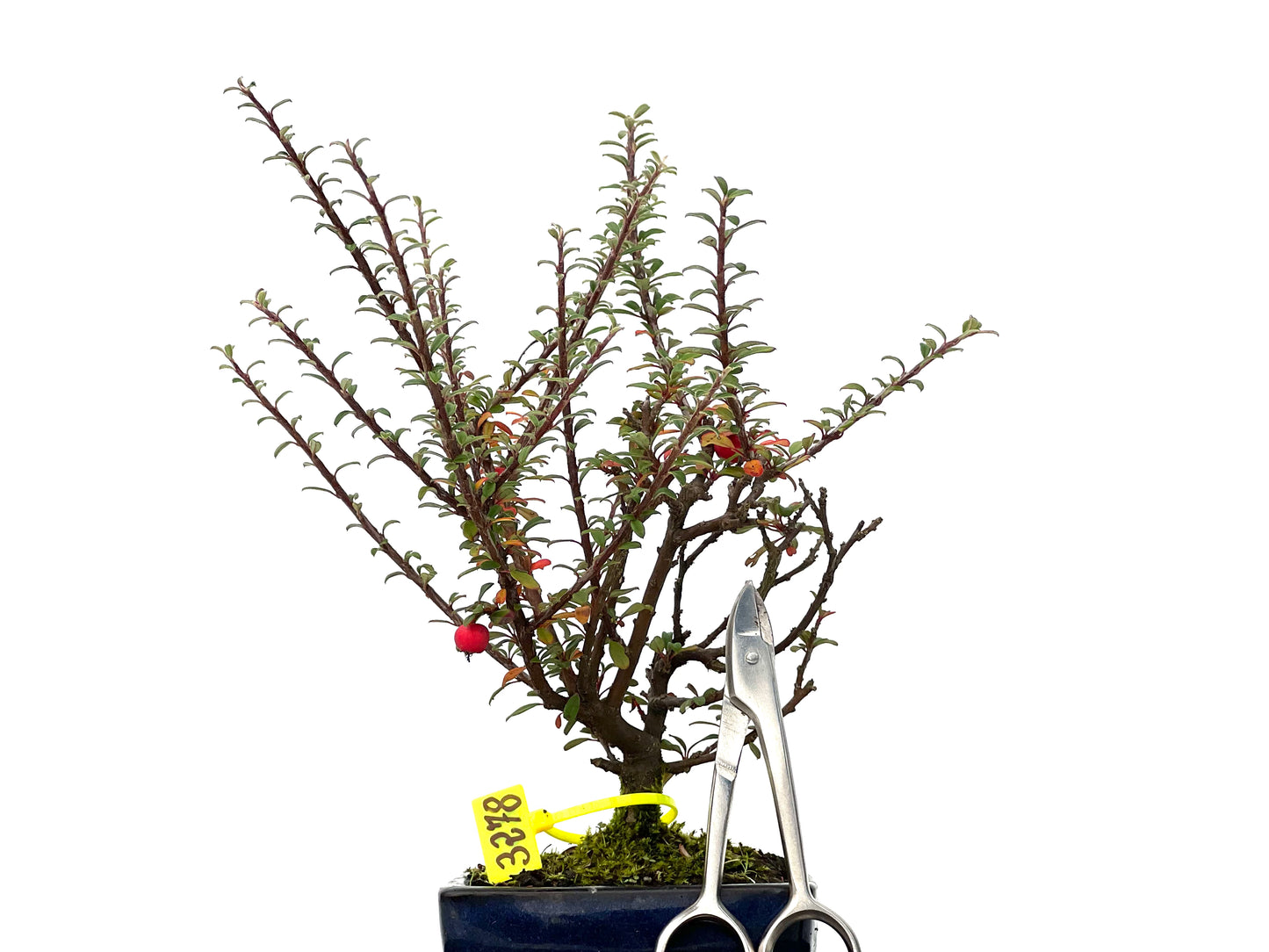 Cotoneaster Microphylla 3278